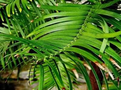 Wollemia nobilis - wolemie vznešená